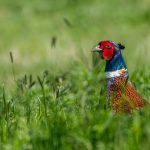 Commended - Nature Round Two