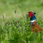 Commended - Nature Round Two