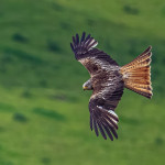 Third Place - Nature Round Two