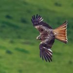 Third Place - Nature Round Two