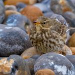 Commended - Nature Round Five