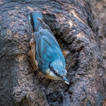 Commended - Nature Round One