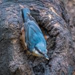 Commended - Nature Round One