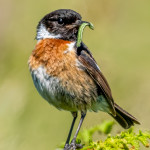 Third Place - Nature Prints Round One