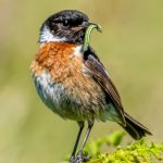 Third Place - Nature Prints Round One